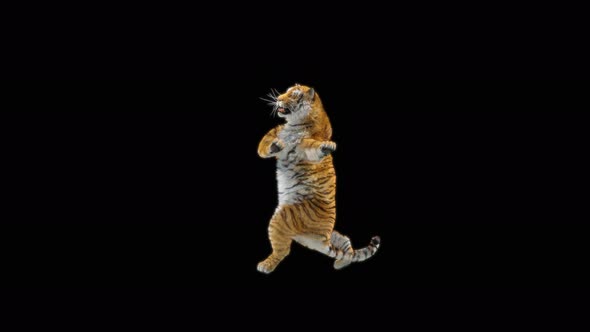 Tiger Dancing 4K alt