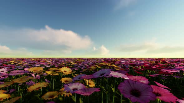Flower Field alt
