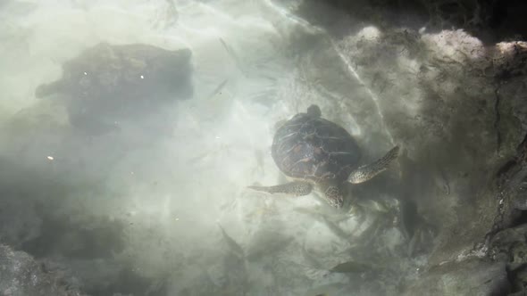 Giant Sea Turtle Swim Underwater in Natural Aquarium Zanzibar Tanzania alt