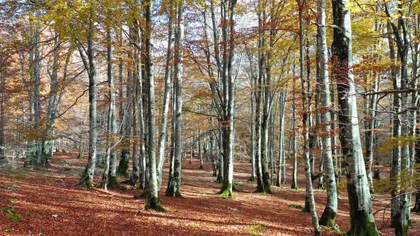 Beechwood  in autumn. Navarre, Spain.