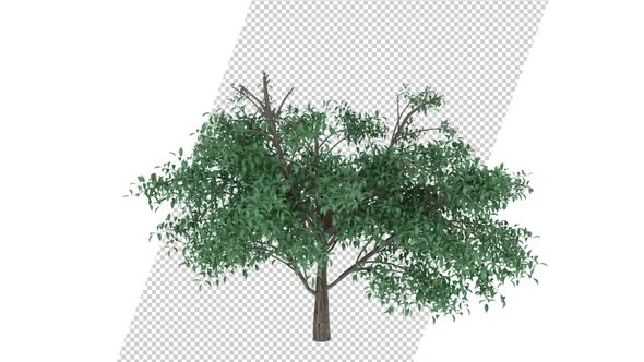 Growing Tree 4K