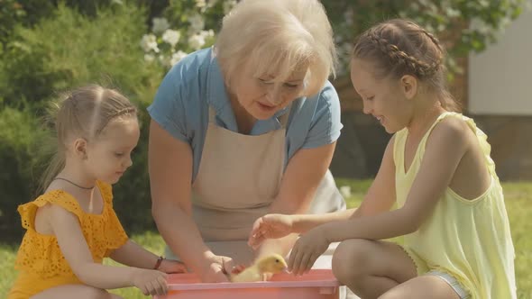 Cute Caucasian Little Sisters Bathing Duckling with Grandmother Outdoors. Positive Senior Woman alt