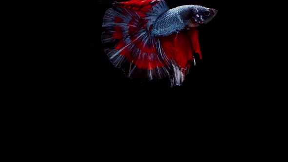 Siamese fighting fish (Betta splendens) alt