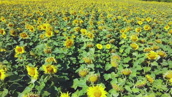 Field with Sunflowers Quadcopter Flight Through a Flower Field