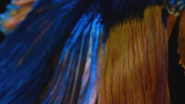 Close up and macro shot of head and front fin of blue Siamese fighting betta fish alt