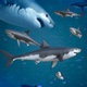 Flock of Sharks Swimming 2 different color versions - VideoHive Item for Sale