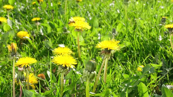 Dandelion alt