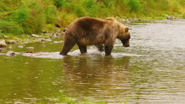 Grizzly Bear Prances and Dances around Fishing for McNeil River Salmon