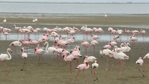 bird Rosy Flamingo colony in Walvis Bay, Namibia, Africa wildlife alt