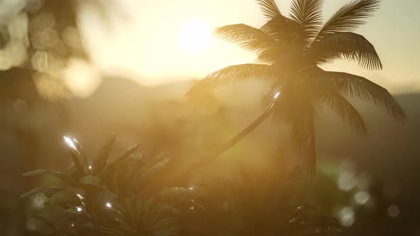 View of the Palm Trees in Fog alt