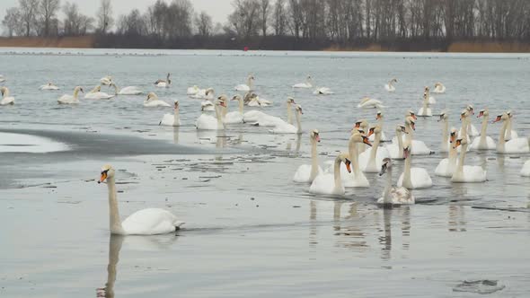 A Group of White Swans Swim on a Winter River alt