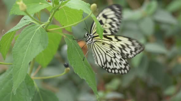 Macro shot of Tree Nymph or Idea Leuconoe Butterfly sitting on green leaf and flying away - Slow mot alt