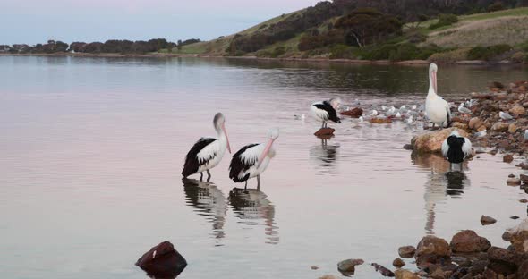 Five pelicans standing in the edge of a small bay, preening and resting in the early evening. alt
