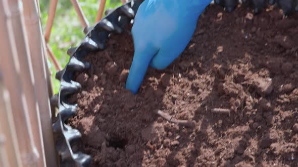 View of man planting strawberry bush into ground on garden bed. Sweden. alt
