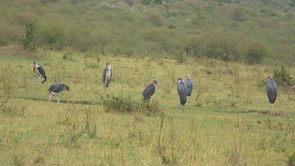 Marabou storks in Masai Mara alt