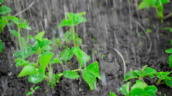 Bright Saturated Young Fresh Green Strawberry Leaves are Watered Closeup in Slow Motion alt