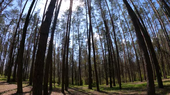 Walking Through the Forest with Pine Trees During the Day POV Slow Motion alt