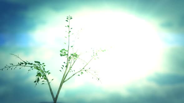 A time-lapse animation of growth of a lonely tree in windy environment. HD alt