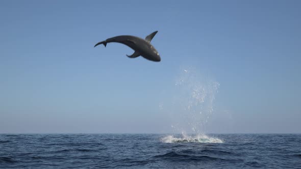 Shark Jump Out Of Water 4k