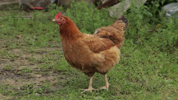 Domestic Brown Chicken Walk on the Ground. Background of Green Grass in Farm. Search of Food alt