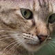 Close-up of Cat - VideoHive Item for Sale