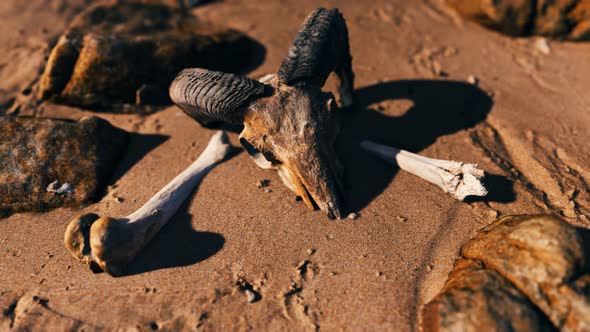 Ram Skull at Sand Beach alt