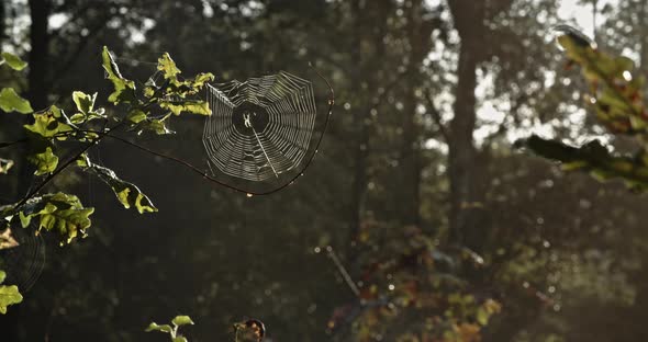 Dewy spiderweb on an autumn morning in the forest