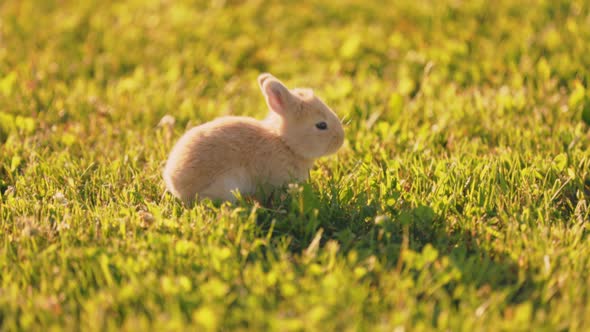 Little Rabbit Walks on the Lawn