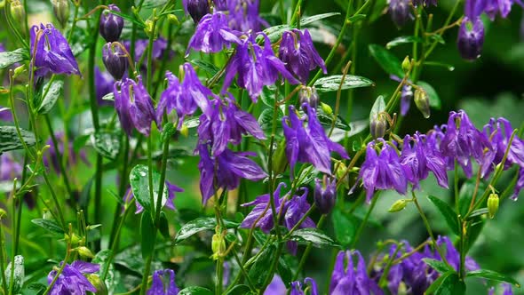 Purple Aquilegia Flowers alt