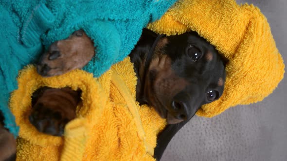 Cute Clean Dachshund Dog Puppy in Bathrobe and with Yellow Towel Wrapped Around Their Head After alt