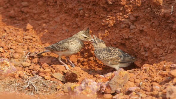 A Malabar Crested Lark chick in Nest the parent lark comes and feeds its the needed food during the alt