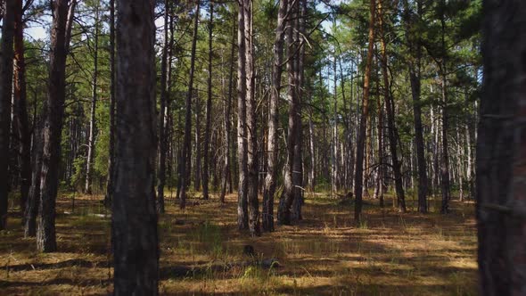 Tree Trunks in a Pine Forest
