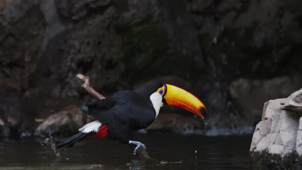 Close up shot capturing a toco toucan, ramphastos toco; bathing at the river swamp, perched on a woo alt