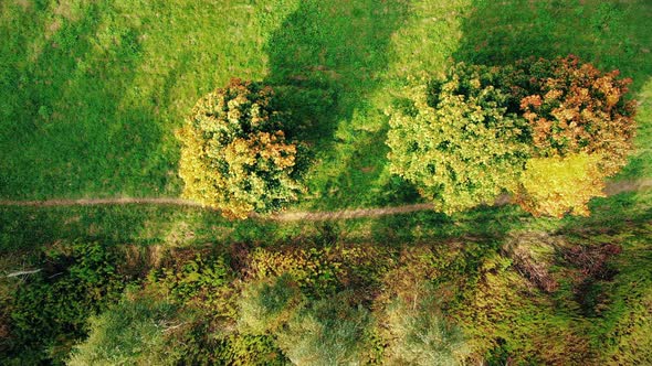 Aerial Top View Over Straight Road With in Colorful Countryside Autumn Forest. Aerial View Above Roa alt