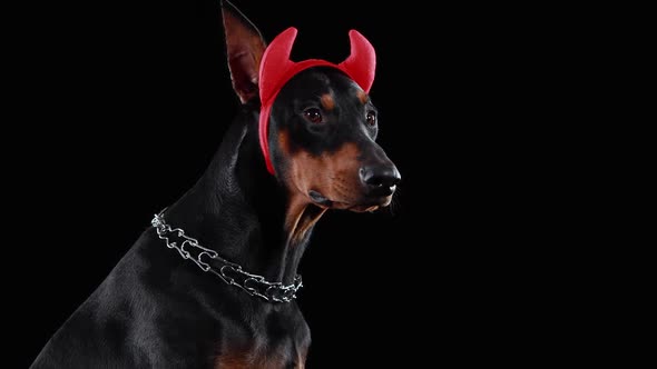 Profile Portrait of a Doberman Pinscher with Red Horns on His Head on a Black Background in the alt