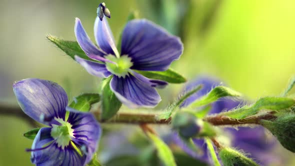 Blue Flowers Blooming, Opening Its Blossom, Spring Time Lapse, Extreme Close Up Veronica Chamaedrys
