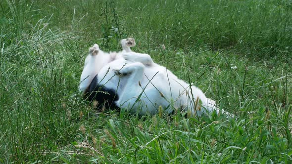 A cute little dog lies on the grass on a bright sunny day. Dog somersaults on the grass are played
