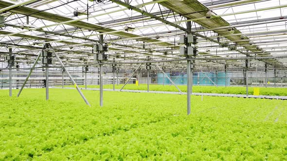 Greenhouse Plantation with Greenery alt