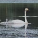 Swan Family With Three Cygnets - VideoHive Item for Sale