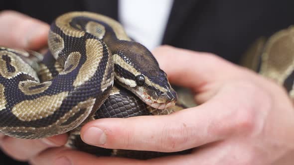 Closeup of a Beautiful Snake in the Hands of a Person Exotic Pets in the Hands of People Trained