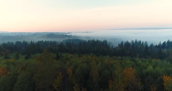 Lush Forest Aerial Flyover Low Layers Of Foggy Clouds In Snoqualmie Valley Washington Usa alt