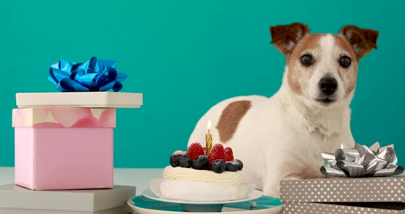 Funny Jack Russell Terrier Puppy Lying Among Birthday Packs alt