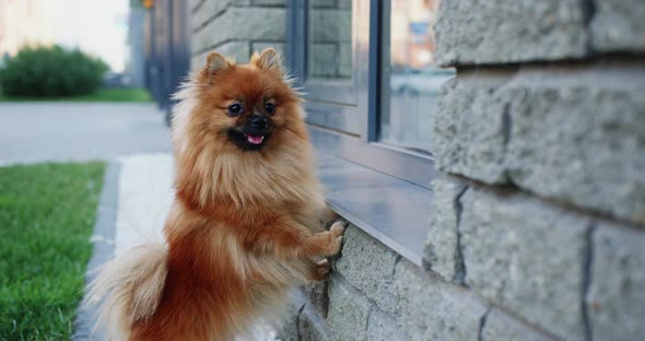 Dwarf Spitz Dog Waiting for Owner Outdoors alt