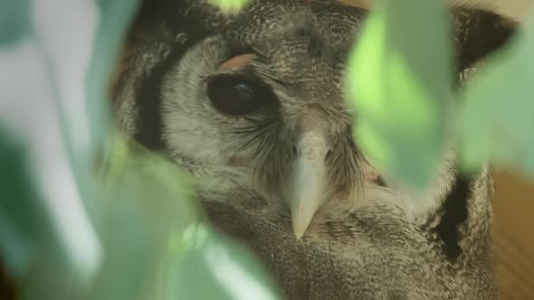 EXTREME CLOSE UP, A Verreaux eagle owl behind some tree leaves alt