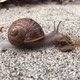Snail Eating On Street Road - VideoHive Item for Sale