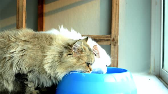 Persian Cats Drinking Water From A Bowl alt