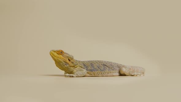 Full Length Profile of Lizards Bearded Agama or Pogona Vitticeps Isolated at Beige Background in alt