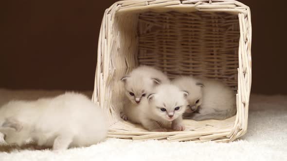 Four Baby Cats Indoors