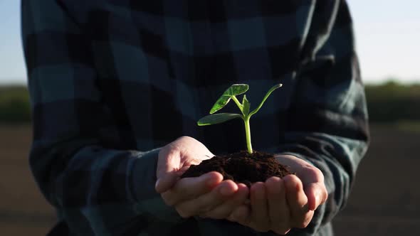 Two Female Hands Hold A Sprout To Be Planted In The Soil. Environmental Care, Ecology, Sustainable alt