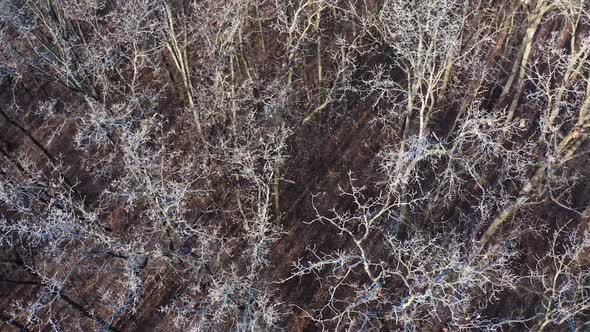 Forest in winter. Flight over the naked trees with frozen branches. Nature in winter time. alt